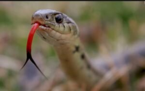 Mơ thấy rắn đánh con gì đem lại vận may cho bản thân?